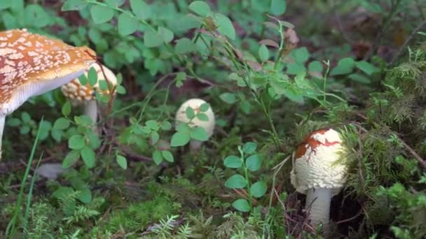 Muitos cogumelos que crescem na floresta da Finlândia — Vídeo de Stock