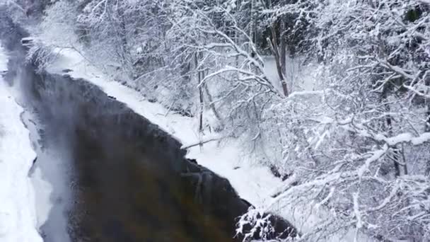 Trädgrenar i skogen är täckt med snö — Stockvideo