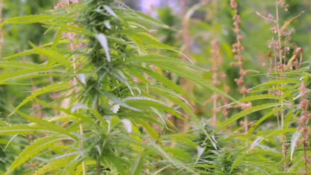Dichterbij kijken van de cannabisplant op het veld in Estland — Stockvideo
