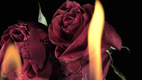 Arkasında ateş alevi olan iki gül karanlık odada. Romantik konsept
