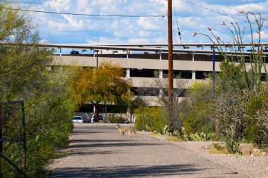 Bir çakal bir döşeli hiking Tucson, Arizona dibinde bir dağ ile meşgul arka otoparkta geçtiyse. Medeniyet ile yürüyüş yaban hayatı.