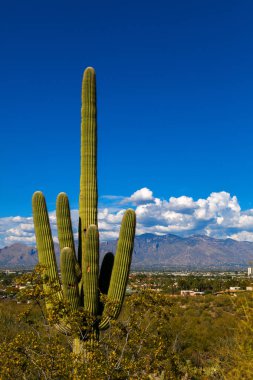 Bir saguaro cacus Tucson, Arizona A dağda Tucson şehir ve Catalina dağ içinde belgili tanımlık geçmiş ile uzun duruyor. Kabarık, beyaz bulutlar dağların üzerinden şekillendirme ile Gökyüzü mavidir.