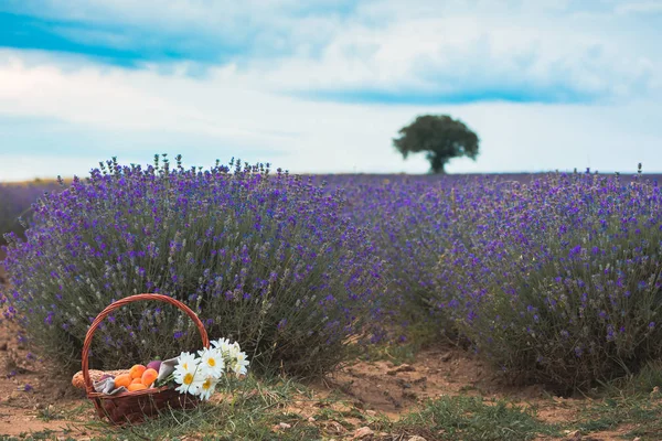 美しいバスケットの桃 カモミールの花とフランスのプロヴディフ ブルガリア パザルジク州近くの驚くべき咲くラベンダー フィールドにそれの上に麦わら帽子とバゲット — ストック写真