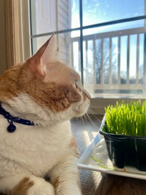 Güzel pofuduk bir kedi uzaklığa bakıyor! Hayvanlar! Gözlerini ondan alamadığın bir evcil hayvan.