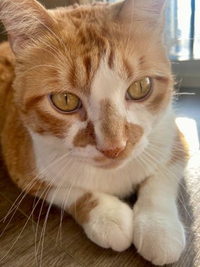 Yumuşak kedi ve sihirli gözleri! İnanılmaz güzel bir evcil hayvan! Hayvanlar!