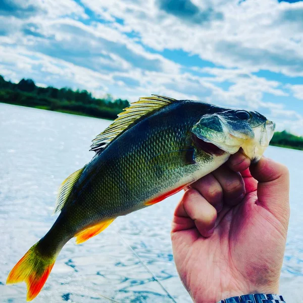 Very beautiful fish against the background of the sun! Beautiful summer nature. Fishing! Perch!