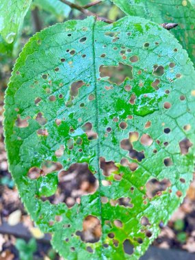Beautiful summer leaf. Summer forest after the rain! Beautiful nature!