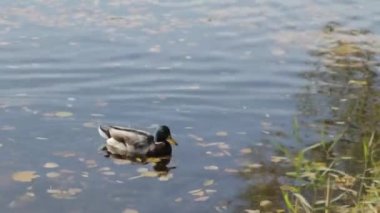 Rusya. Saint-Petersburg. Ekim. Olga'nın gölet Peterhof sektirmek sürüleri yüzmek.