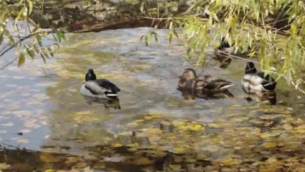 ロシア サンクトペテルブルク アヒルとドレイクの群れ泳ぐオルガの池ペテルゴフ — ストック動画