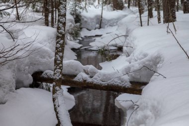 Erken Bahar karla kaplı ormanda akışında