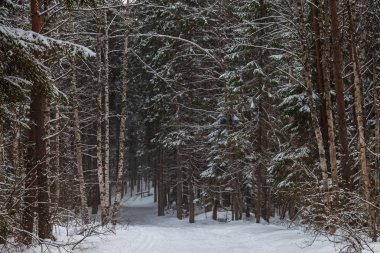 Kayak parça erken Bahar karla kaplı ormanda