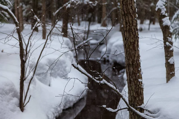 Fluxo na floresta coberta de neve no início da primavera — Fotografia de Stock