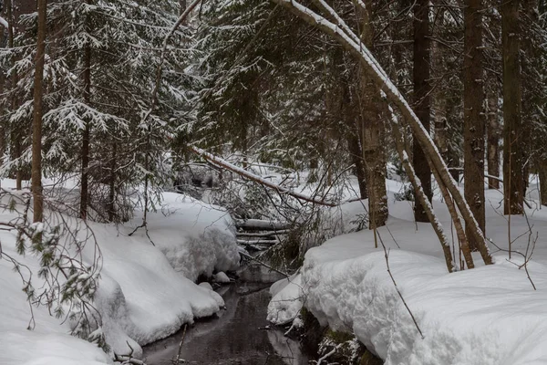 stock image Stream in the snow-covered forest in early spring