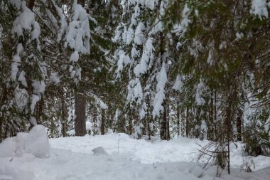 Kış karla kaplı ormanda Şubat