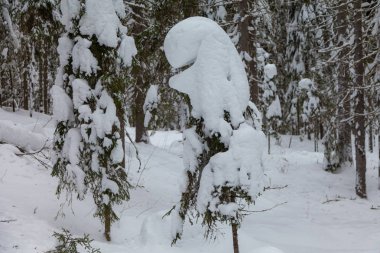 Kış karla kaplı ormanda Şubat