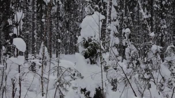 Russia San Pietroburgo Zelenogorsk Foresta Innevata Invernale Con Enormi Cumuli — Video Stock