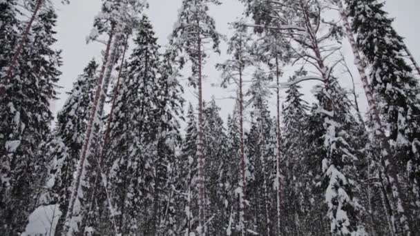 ロシア サンクトペテルブルク Zelenogorsk 冬雪に覆われた森の木の巨大な雪のキャップと — ストック動画