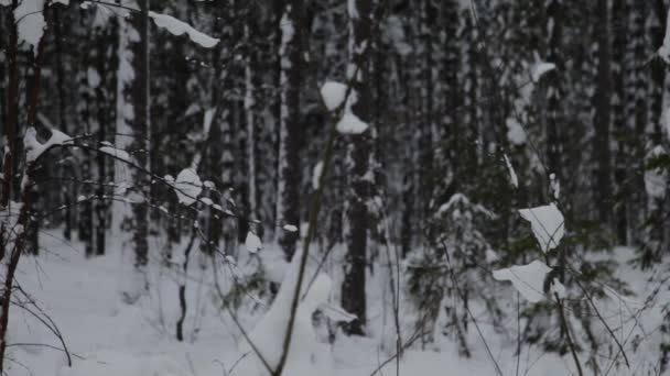 俄罗斯 圣彼得堡 泽列诺戈尔斯克冬天被白雪覆盖的森林 树上有巨大的雪帽 — 图库视频影像