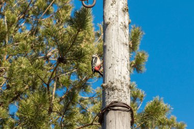 Ahşap bir yazı üzerinde Woodpecker, gagasını vurma.