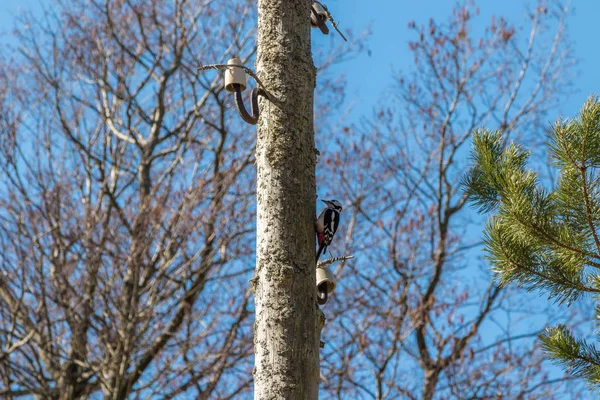 Picchio su un palo di legno, bussando al suo becco . — Foto Stock