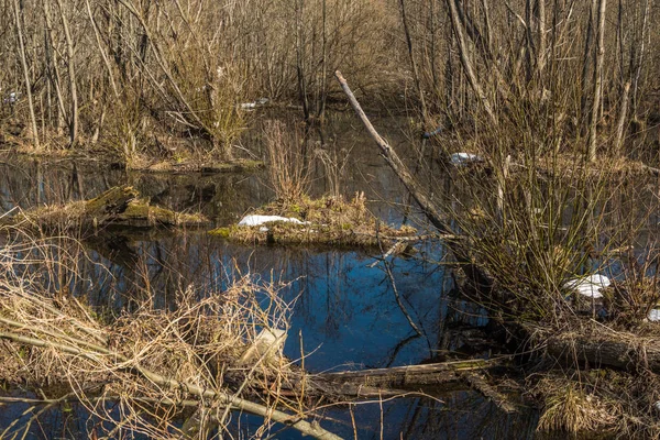 Feuchtgebiet, nach Schneeschmelze im zeitigen Frühling. — Stockfoto