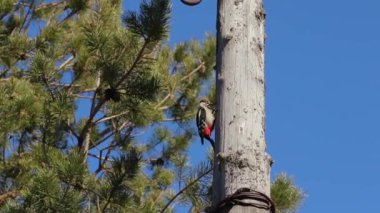 Rusya. Saint-Petersburg ' a. Erken bahar. Woodpecker yüksek ahşap kutup oturan, gagasını çalıyor.