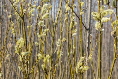 Bahar, Nisan ayı ortalarında çok güzel tomurcukları söğüt.