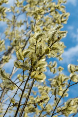 Bahar, Nisan ayı ortalarında çok güzel tomurcukları söğüt.
