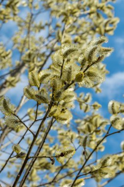 Bahar, Nisan ayı ortalarında çok güzel tomurcukları söğüt.