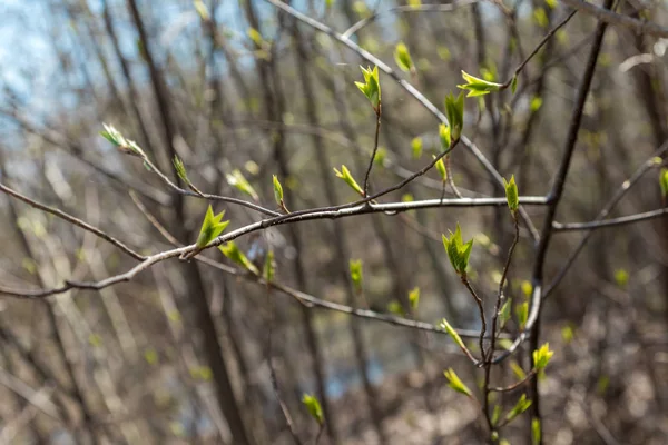 Весняні дерева в лісі набрякають і цвітуть бутони . — стокове фото