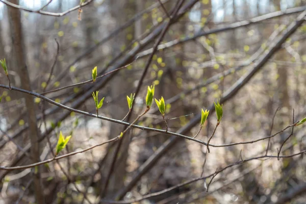 Alberi primaverili nella foresta si gonfiano e germogli fioriscono . — Foto Stock