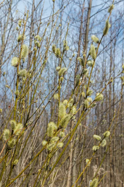 Tavasz, április közepén nagyon szép rügyek fűzfa. — Stock Fotó