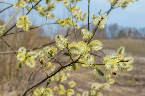 Spring, in mid-April very beautiful buds willow. — Stock Photo, Image