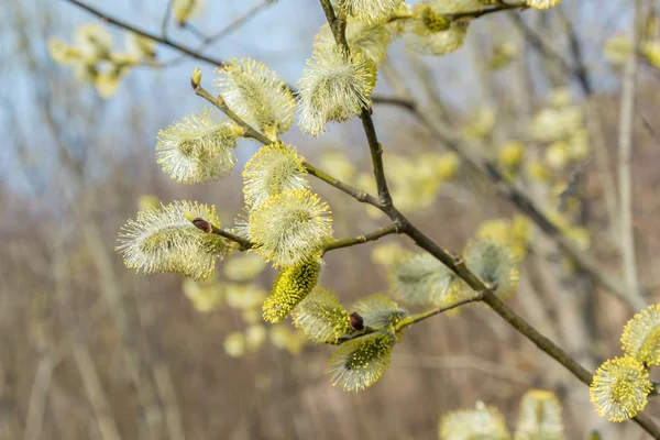 Spring, in mid-April very beautiful buds willow. — Stock Photo, Image