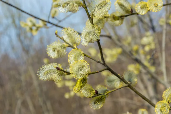 Spring, in mid-April very beautiful buds willow. — Stock Photo, Image