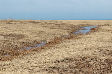 Kronstadt Finlandiya Körfezi'nin Kuzey kıyısında karlı bir kış sonra Kamış.