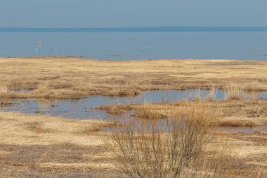 Kronstadt Finlandiya Körfezi'nin Kuzey kıyısında karlı bir kış sonra Kamış.