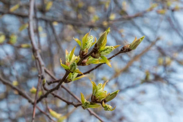 Los árboles de primavera en el bosque se hinchan y los brotes florecen . —  Fotos de Stock