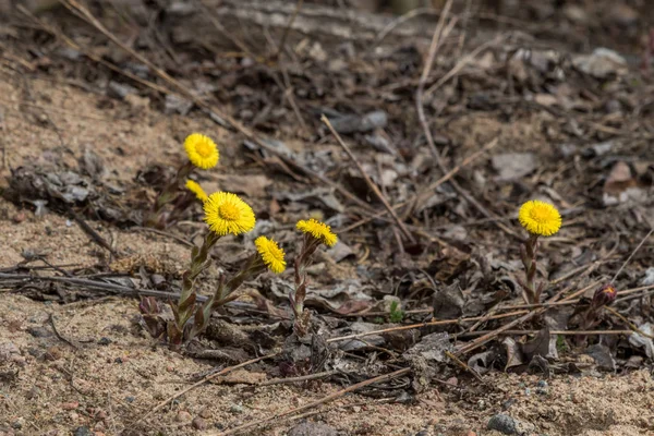 Blommor mor-och-Styvmor i början av våren i fälten — Stockfoto