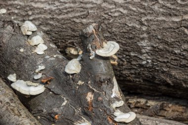 Ağaç mantarları kıştan sonra odun yığınının odunlarında belirir..
