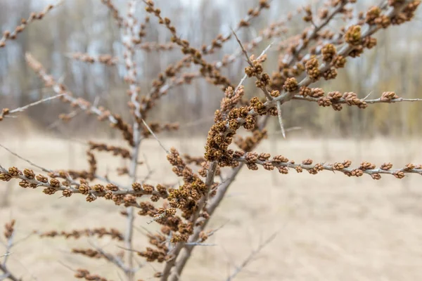 Unusual buds appeared on the bushes of sea-buckthorn in the Park of Kronstadt. — Stock Photo, Image