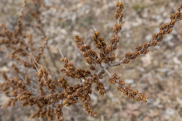 在克朗施塔特公园的沙棘丛中出现了不寻常的芽. — 图库照片