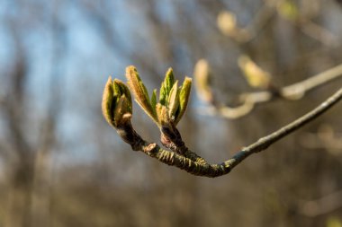 Nisan ayı sonunda ağaçlardaki şişmiş tomurcuklardan ilk yapraklar görünür..