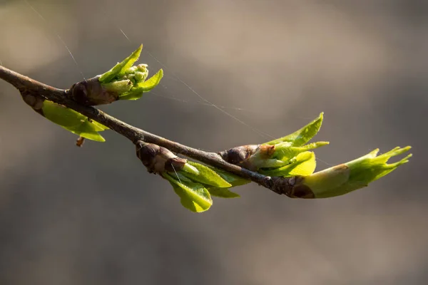 Ende April erscheinen aus den geschwollenen Knospen an den Bäumen die ersten Blätter. — Stockfoto