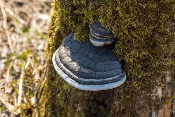 Large tree mushrooms grew on the trunk of a tree covered with moss.