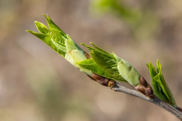 A finales de abril de los brotes hinchados en los árboles aparecen las primeras hojas . —  Fotos de Stock