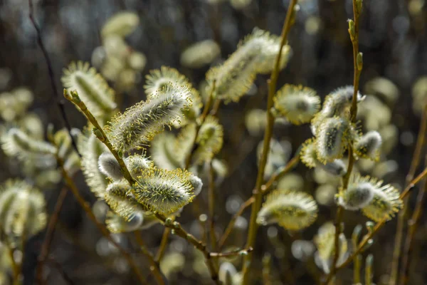 In the spring of April, very beautiful willow buds, photographed close-up. — Stock Photo, Image