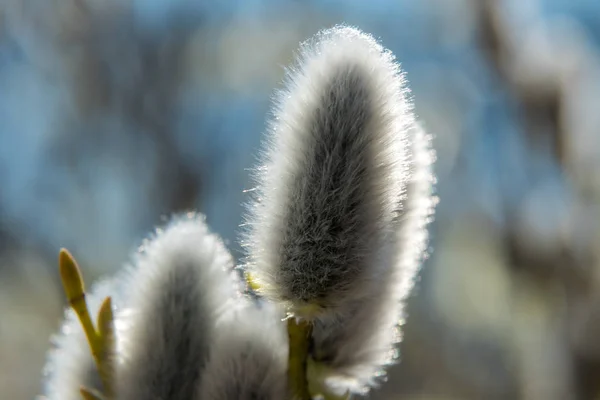 Im Frühjahr April, sehr schöne Weidenknospen, aus der Nähe fotografiert. — Stockfoto