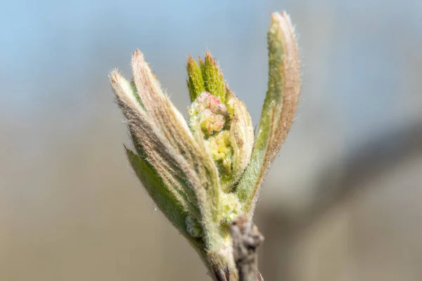 在四月底从树上肿胀的芽出现第一叶. — 图库照片