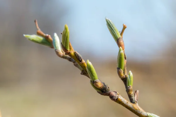 木の上に膨らんだ芽から4月の終わりに最初の葉が表示されます. — ストック写真